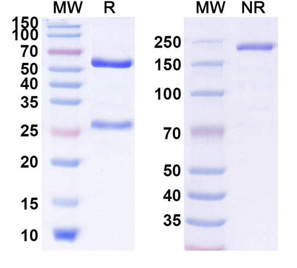 Anti-Ganglioside GD2 Reference Antibody (ATL301) – Figure 1 of 1