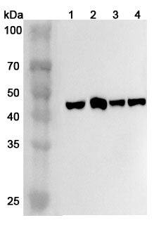 Western blot analysis was performed using anti-CADM3 polyclonal antibody at 1ug/mL on various samples.
Lane 1: Mouse brain lysate
Lane 2: Mouse cerebellum lysate
Lane 3: Rat brain lysate
Lane 4: Rat cerebellum lysate