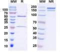 SDS-PAGE for Anti-HCN2 Antibody (N71/17)
