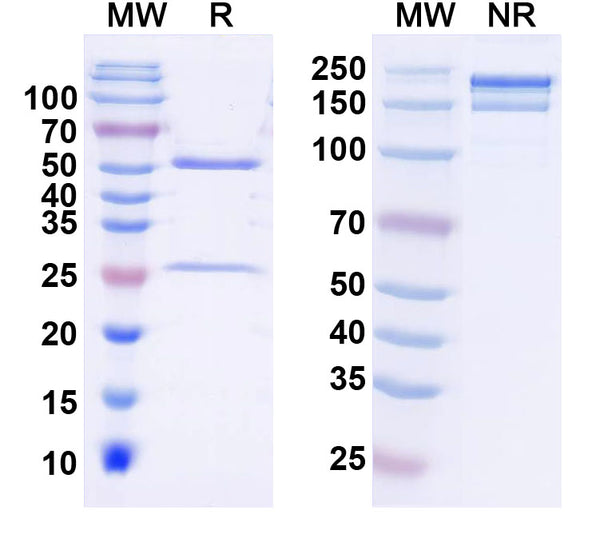 SDS-PAGE for Anti-HCN2 Antibody (N71/17)