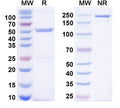 SDS-PAGE for Anti-Gephyrin Antibody (L106/93)