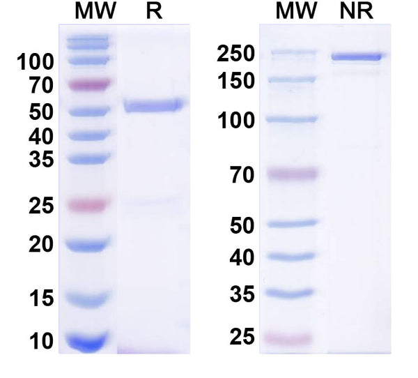 SDS-PAGE for Anti-Gephyrin Antibody (L106/93)