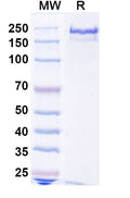 SDS-PAGE for Anti-Human ATTR/Transthyretin amyloidosis Antibody (NI301A).