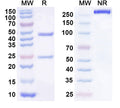 SDS-PAGE for Anti-Human HS6ST2 Antibody (SAA1430)