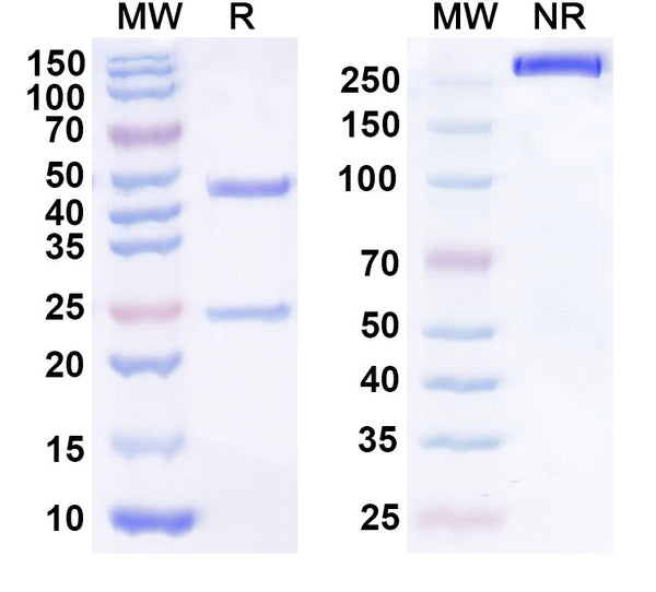 SDS-PAGE for Anti-Human HS6ST2 Antibody (SAA1430)