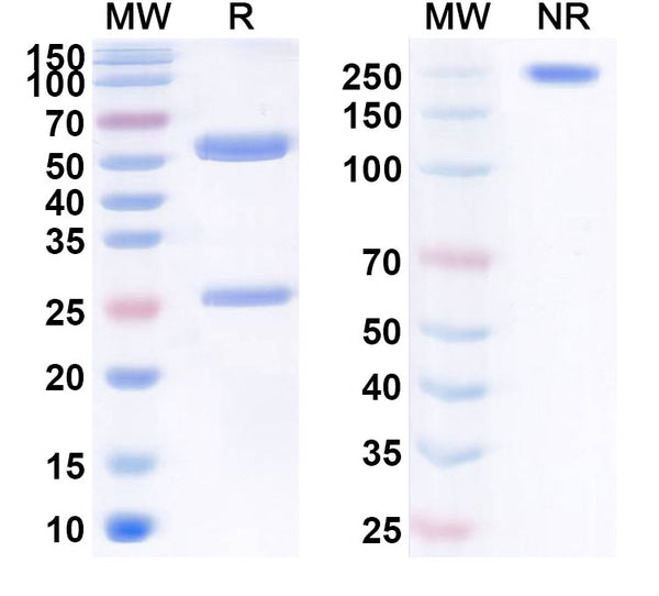 Anti-TAG-72 Reference Antibody (Satumomab) – Figure 1 of 1