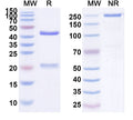 Anti-TAG-72 Reference Antibody (Minretumomab) – Figure 1 of 1