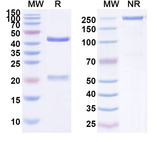 Anti-TAG-72 Reference Antibody (Minretumomab) – Figure 1 of 1