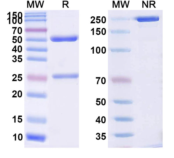Anti-Human TAG-72 Reference Antibody (CC49) – Figure 1 of 1