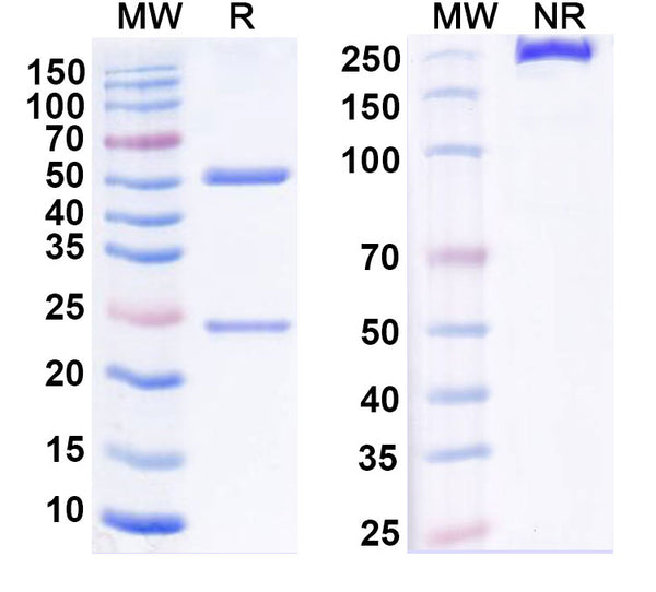 Anti-Human TNFRSF25 Reference Antibody (PTX-35) – Figure 1 of 1