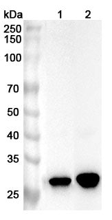 Western blot analysis was performed using anti-CA13 polyclonal antibody at 1ug/mL on various samples.
Lane 1: Mouse skeletal muscle lysate
Lane 2: Rat skeletal muscle lysate