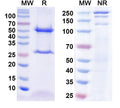 SDS-PAGE for Anti-Detyrosinated alpha tubulin antibody (1A046)