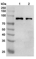 Western blot analysis was performed using anti-TRIM46 polyclonal antibody at 1µg/ml on various samples.
Lane 1: Mouse brain lysate
Lane 2: Rat brain lysate