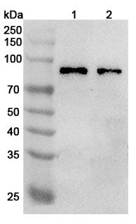 Western blot analysis was performed using anti-TRIM46 polyclonal antibody at 1µg/ml on various samples.
Lane 1: Mouse brain lysate
Lane 2: Rat brain lysate