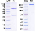 SDS-PAGE for Anti-Human RIOX1/C14ORF169 IP Antibody (SAA0194)
