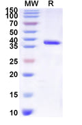 Recombinant Human ERVK-6 Protein, N-His