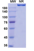 Anti-Human LOX-1/OLR1 Reference Antibody (Orticumab) – Figure 1 of 1