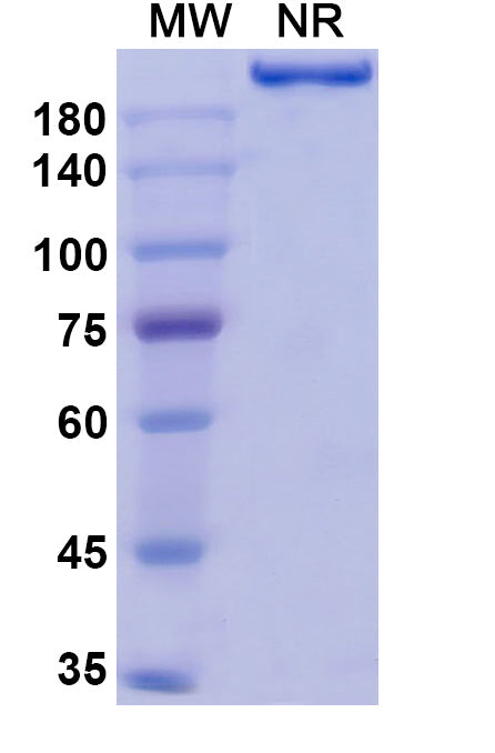 Anti-Human LOX-1/OLR1 Reference Antibody (Orticumab) – Figure 1 of 1