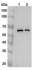 Western blot analysis was performed using anti-CDC23 polyclonal antibody at 1ug/mL on various samples.
Lane 1: K562 cell lysate
Lane 2: Caco2 cell lysate