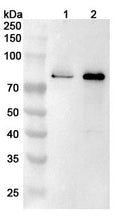 Western blot analysis was performed using anti-ARID3A polyclonal antibody at 1ug/mL  on various samples.
Lane 1: K562 cell lysate
Lane 2: HepG2 cell lysate