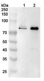 Western blot analysis was performed using anti-ARID3A polyclonal antibody at 1ug/mL  on various samples.
Lane 1: K562 cell lysate
Lane 2: HepG2 cell lysate
