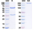 SDS-PAGE for Anti-Human ARID3A Antibody (SAA2128)