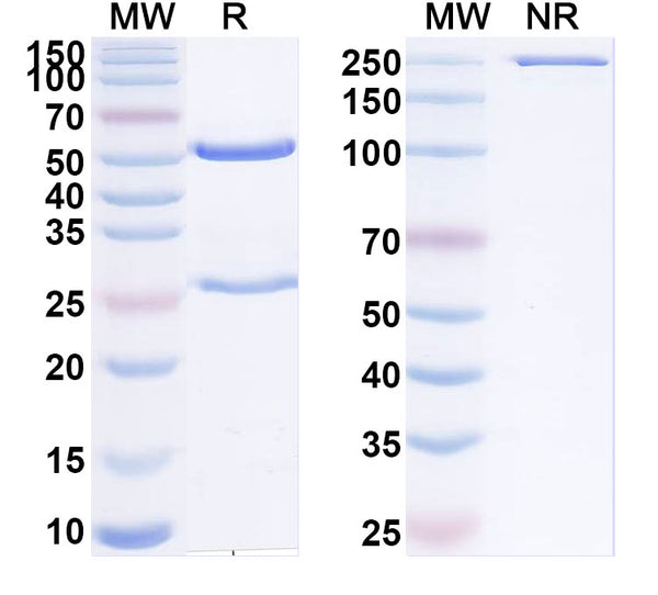 SDS-PAGE for Anti-Human ARID3A Antibody (SAA2128)