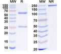 SDS-PAGE for Anti-Human BTNL9 Antibody (SAA1828)