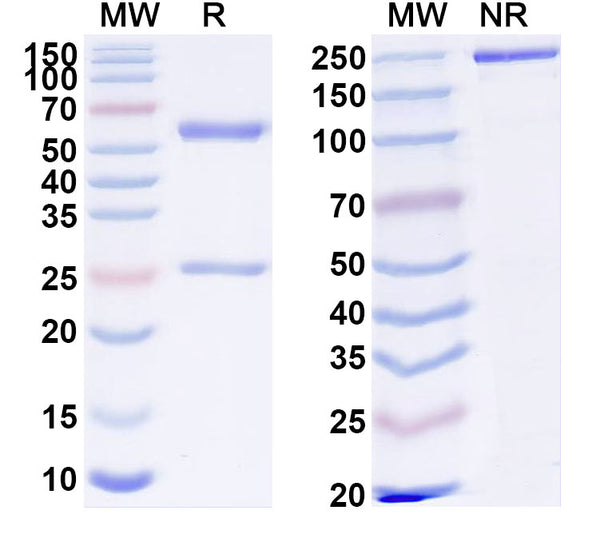 SDS-PAGE for Anti-Human BTNL9 Antibody (SAA1828)