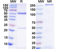 SDS-PAGE for IgG Format Isotype Control for Bispecific Antibody