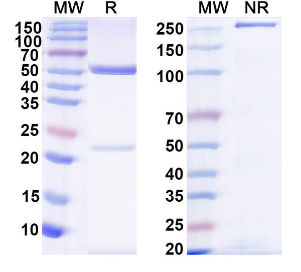 SDS-PAGE for IgG Format Isotype Control for Bispecific Antibody