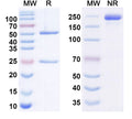 Anti-Human CA19-9/Sialyl Lewis A (sLe A) Reference Antibody (MVT-5873) – Figure 1 of 1