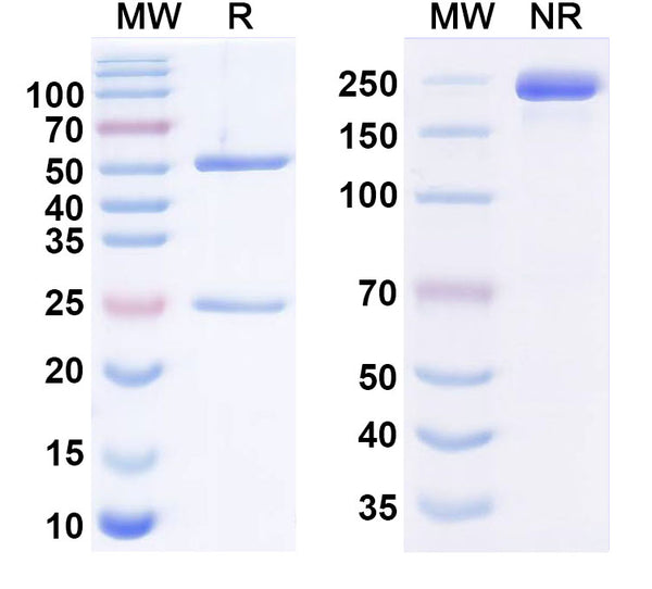 Anti-Human CA19-9/Sialyl Lewis A (sLe A) Reference Antibody (MVT-5873) – Figure 1 of 1