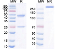 Anti-Human SIGLEC15/CD33L3 Reference Antibody (BSI-060T) – Figure 1 of 1
