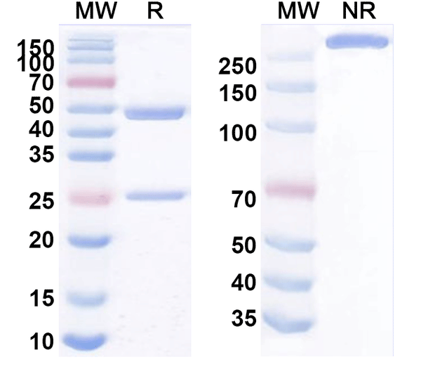 Anti-Human SIGLEC15/CD33L3 Reference Antibody (DS1501) – Figure 1 of 1