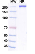 Anti-Human Siglec-15 Reference Antibody (Aldastotug) – Figure 1 of 1