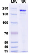 Anti-Human TSLPR Reference Antibody (Verekitug) – Figure 1 of 2