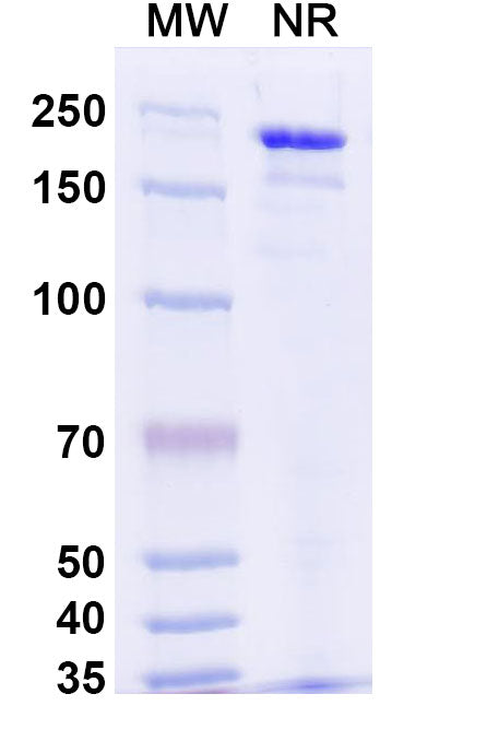 Anti-Human TSLPR Reference Antibody (Verekitug) – Figure 1 of 2