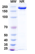 Anti-Human APP Reference Antibody (Ponezumab) – Figure 1 of 1