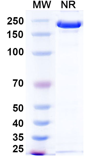 Anti-Human APP Reference Antibody (Ponezumab) – Figure 1 of 1