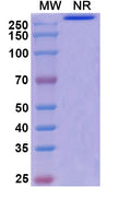 Anti-Human VISTA/B7-H5/PD-1H Reference Antibody (Onvatilimab) – Figure 1 of 1