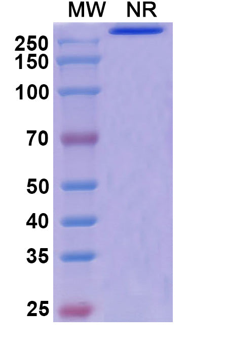 Anti-Human VISTA/B7-H5/PD-1H Reference Antibody (Onvatilimab) – Figure 1 of 1