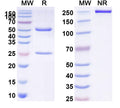 Anti-Human VISTA/B7-H5/PD-1H Reference Antibody (Trovostobart) – Figure 1 of 1