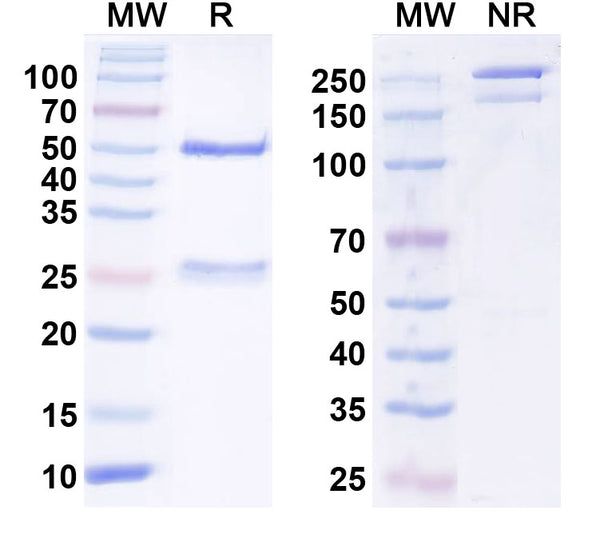 SDS-PAGE for InVivoMAb Anti-Human VSIG4/CRIg Antibody (Iv0141).