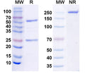 SDS-PAGE for Anti-Human HACE1 IP Antibody (SAA0202)