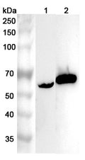 Western blot analysis was performed using anti-RIOX2 polyclonal antibody at 1μg/ml on various samples.
Lane 1: Mouse heart lysate
Lane 2: Rat heart lysate
