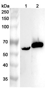 Western blot analysis was performed using anti-RIOX2 polyclonal antibody at 1μg/ml on various samples.
Lane 1: Mouse heart lysate
Lane 2: Rat heart lysate