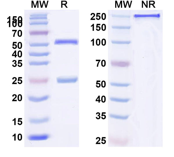 SDS-PAGE for Human IgG4 (S228P & L235E) Isotype Control Antibody (HyHEL-10)