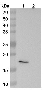 Western blot analysis was performed using anti-mouse RNF43 monoclonal antibody at 1ug/mL on various samples.
Lane 1: ATG11865 200ng
Lane 2: negative control