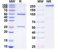 Anti-Human DLL3 Reference Antibody (Rovalpituzumab) – Figure 1 of 2